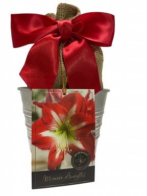 Amaryllis Holiday Gift Growing Kit, Includes an Rustic Tin Pot, Big Minerva Bulb, and Growing Medium